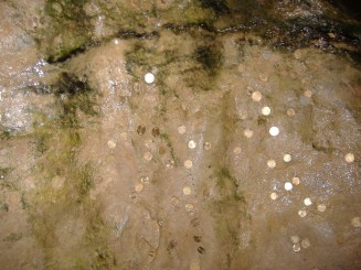 Pestera Bacho Kiro-monede lipite pe pereti