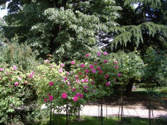 Trandafiri in Kazanlak