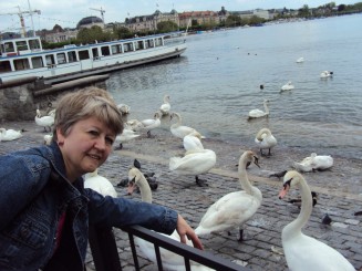 lebede pe lacul Zurich