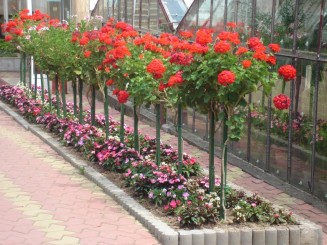 Gradina botanica din Jibou