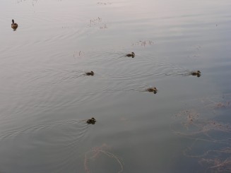 Gradina Botanica Iasi