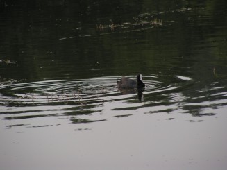 Gradina Botanica Iasi