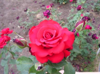 Gradina Botanica Iasi