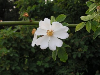 Gradina Botanica Iasi