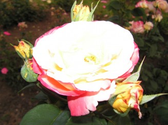 Gradina Botanica Iasi