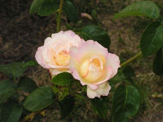 Gradina Botanica Iasi