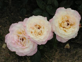 Gradina Botanica Iasi