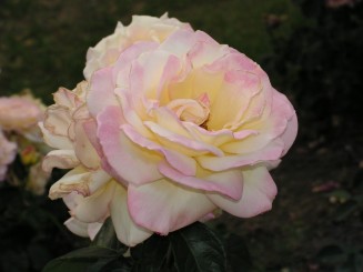 Gradina Botanica Iasi