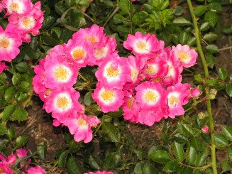 Gradina Botanica Iasi