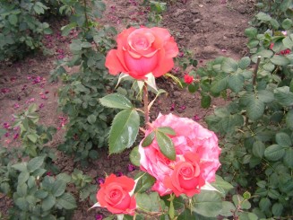 Gradina Botanica Iasi