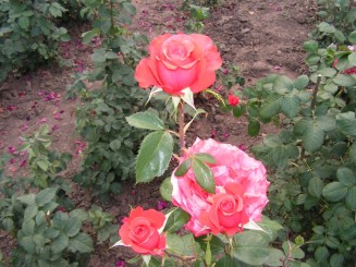 Gradina Botanica Iasi