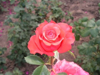 Gradina Botanica Iasi