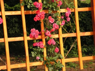 Gradina Botanica Iasi