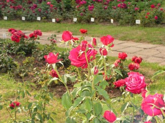 Gradina Botanica Iasi