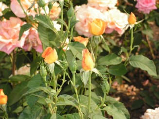 Gradina Botanica Iasi