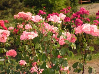 Gradina Botanica Iasi