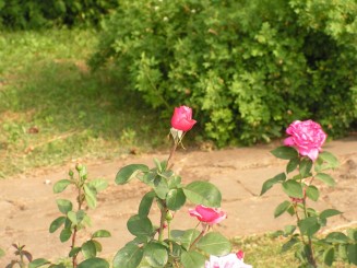 Gradina Botanica Iasi