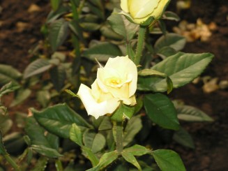 Gradina Botanica Iasi