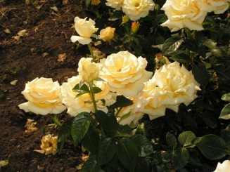 Gradina Botanica Iasi