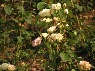 Gradina Botanica Iasi