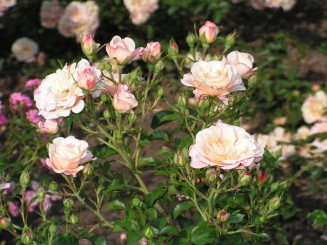 Gradina Botanica Iasi