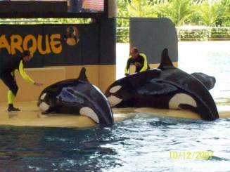 In Loro Parque,show-ul orca a fost cel mai frumos.