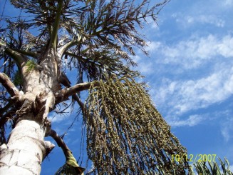 Copacii sant minunati...