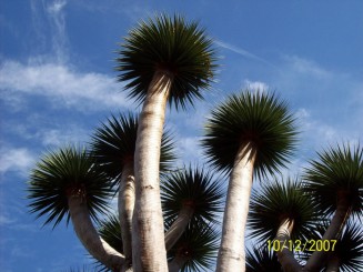 Ce specie de copac...superb,iar vremea...