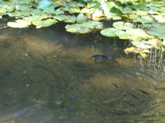 Baile Felix-broaste testoase