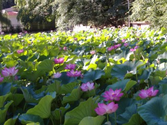 Baile Felix-lacurile cu nuferi