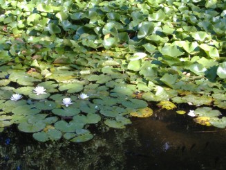 Baile Felix-lacurile cu nuferi