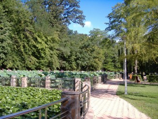 Baile Felix-lacurile cu nuferi