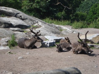 Skansen