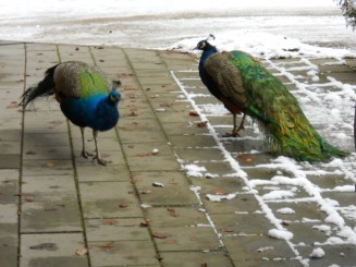 pauni in libertate printre masini