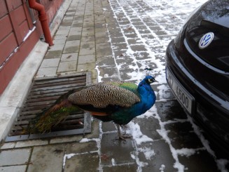 paun controland nr masinii