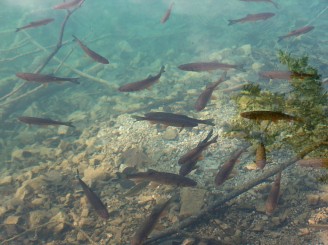 Rezervatia Naturala Plitvice din Croatia