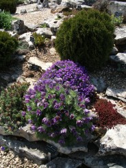 Balcik-gradina botanica