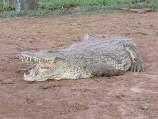 rezervatia tsavo est si tsavo vest