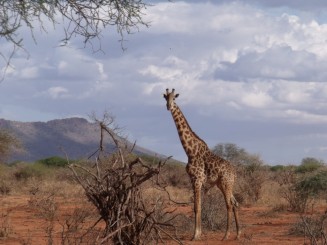 rezervatia tsavo est si tsavo vest