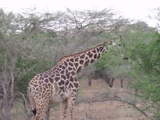 rezervatia tsavo est si tsavo vest