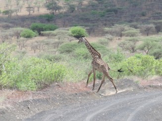 rezervatia tsavo est si tsavo vest