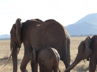 rezervatia tsavo est si tsavo vest