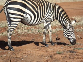 rezervatia tsavo est si tsavo vest