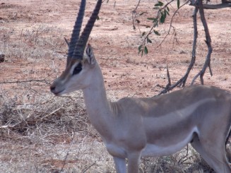 rezervatia tsavo est si tsavo vest