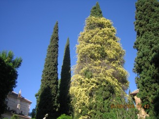 Palat, flori si panorama- Granada