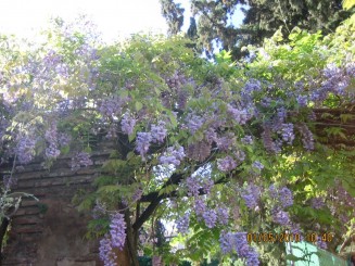 Palat, flori si panorama- Granada