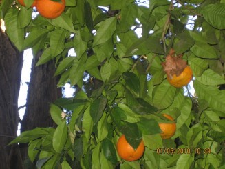 Palat, flori si panorama- Granada