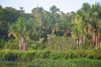 delta Orinoco