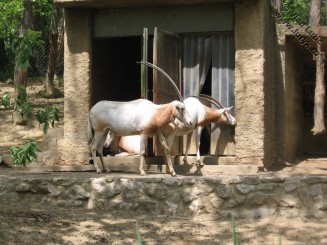 African Safari Zoo