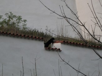 Fussen, pisica neagra pe zidul castelului